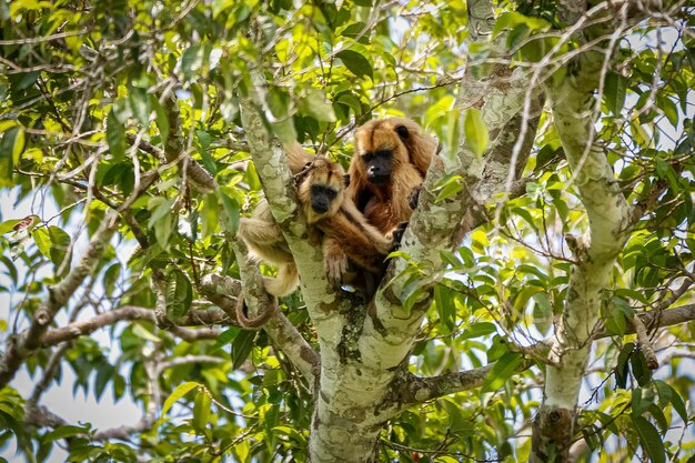 Photo low angle view of monkey on tree