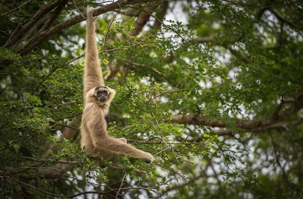 Low angle view of monkey on tree