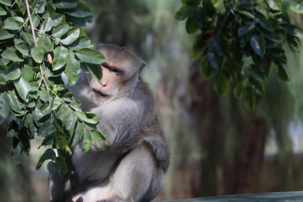 Low angle view of monkey on tree