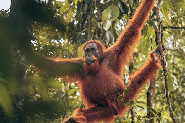 Photo low angle view of monkey on tree