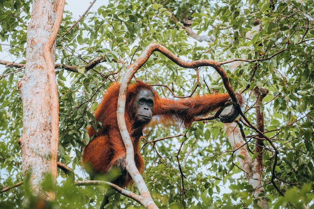 Low angle view of monkey on tree