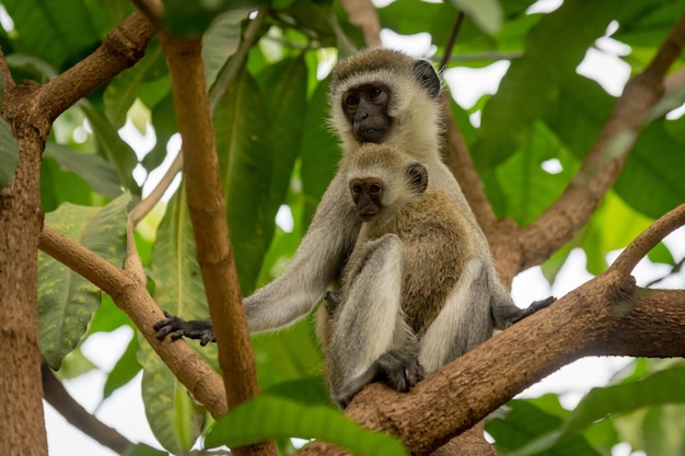 low angle view of monkey with infant sitting on tree