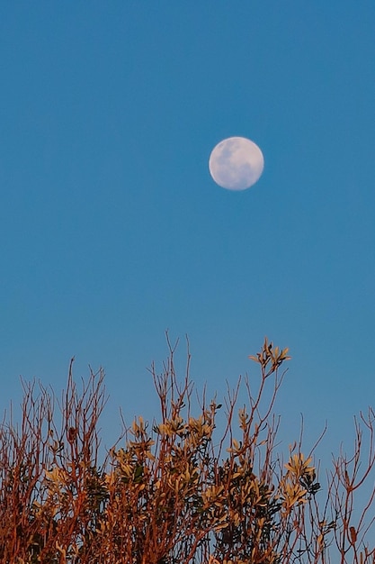 Low angle view of moon against clear blue sky