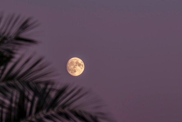 夜空の背景に月を低角度で眺める