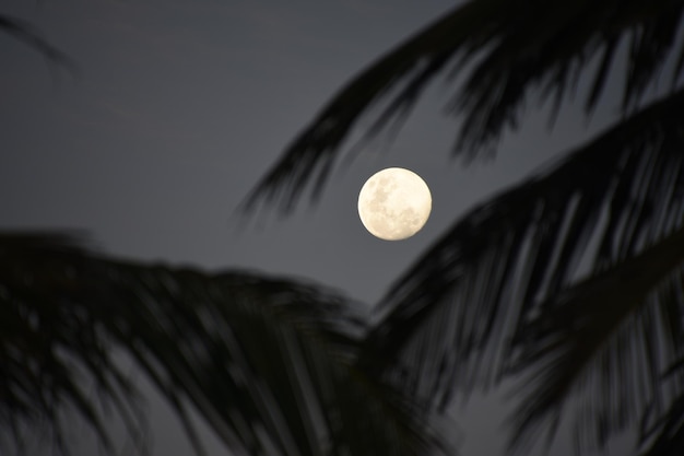 Foto vista a basso angolo della luna contro il cielo notturno