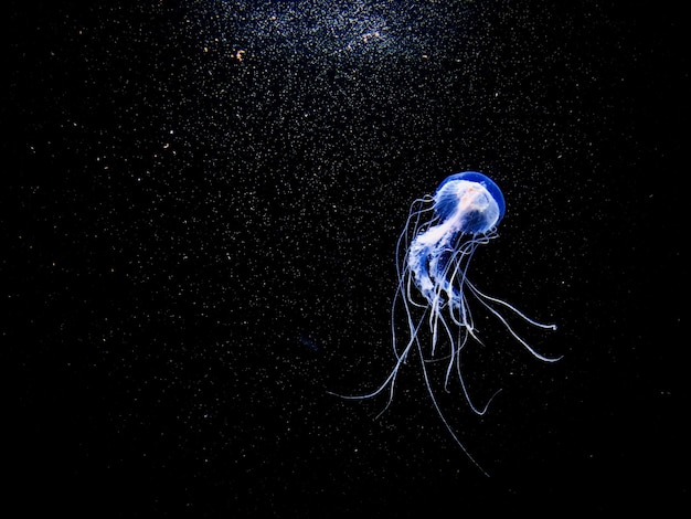 アクアリウムで泳ぐ月水母の低角度の写真