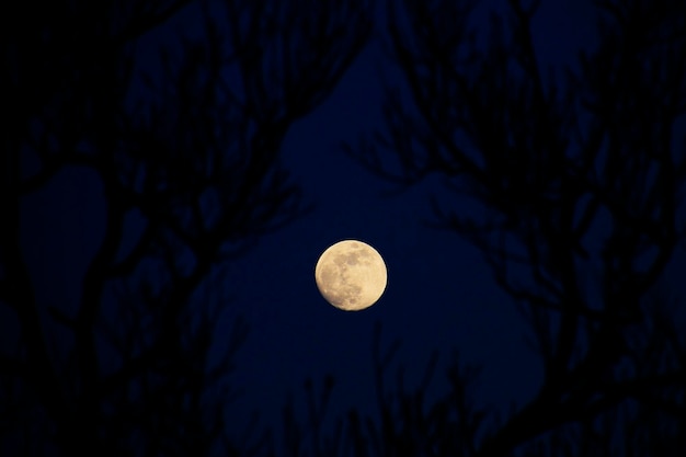 low angle view of moon seen through silhouette trees