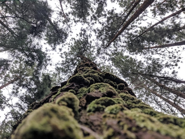 Low angle view of moss on tree trunk