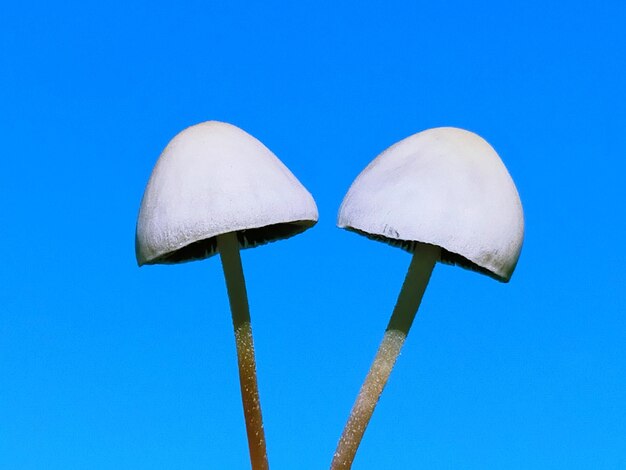 Photo low angle view of mushrooms against clear blue sky