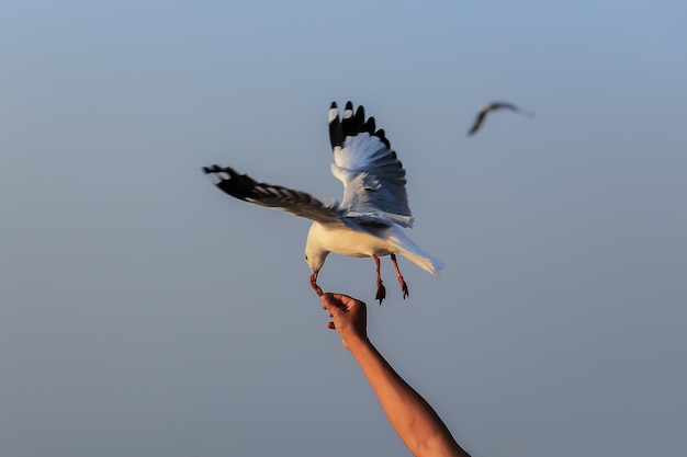 写真 鳥が飛ぶ低角度の景色