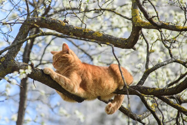 写真 木の上の猫の低角度の写真