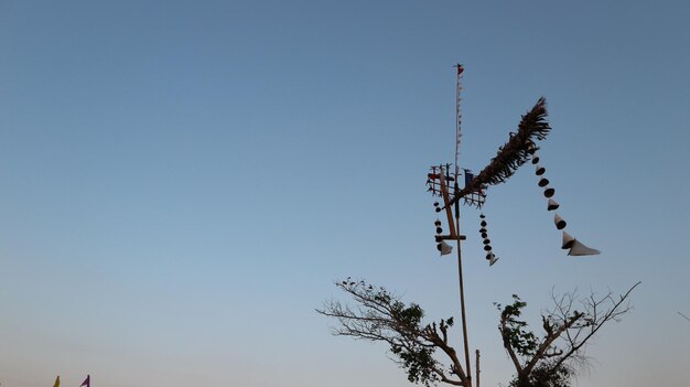 写真 低角度の木の景色