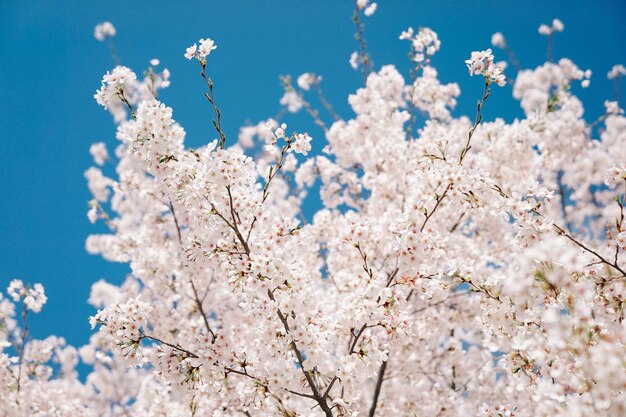 写真 春のリンゴの花の低角度の眺め