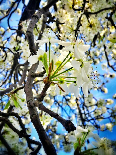 写真 春のリンゴの花の低角度の眺め