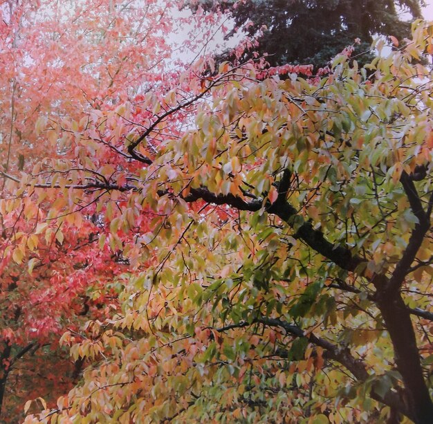 사진 가을 잎 을 낮은 각도 에서 볼 수 있다