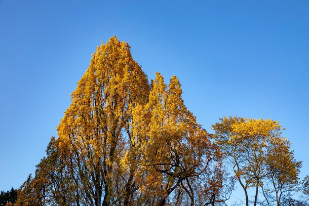 写真 明るい青い空を背景に秋の木の低角度の景色