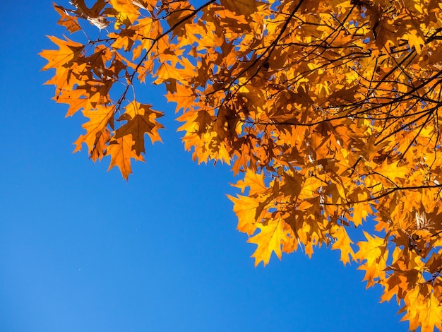 Фото Низкий угол осеннего дерева на фоне ясного голубого неба