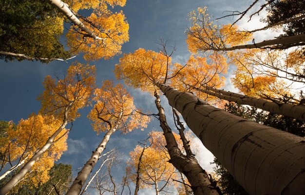 写真 空に照らされた秋の木の低角度の景色