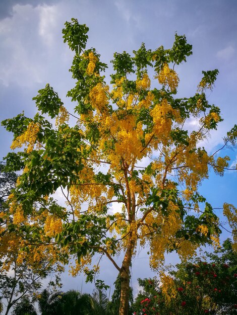 写真 空に照らされた秋の木の低角度の景色