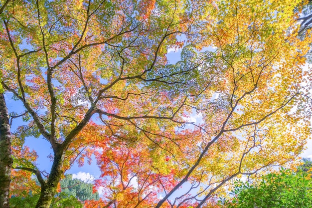 写真 空に照らされた秋の木の低角度の景色