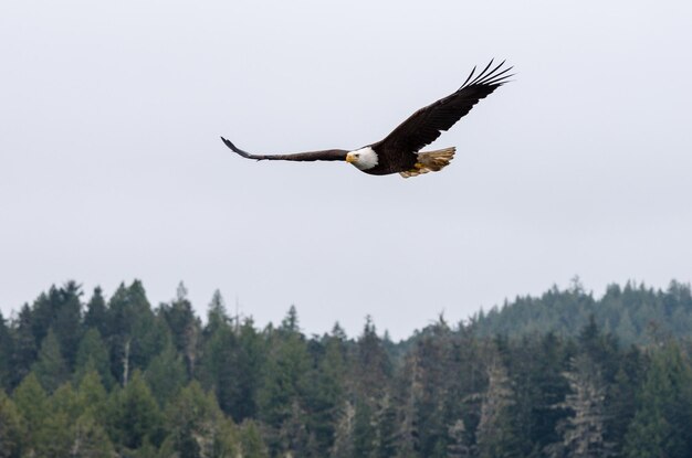 Фото Низкий угол зрения лысого орла, летящего на чистом небе