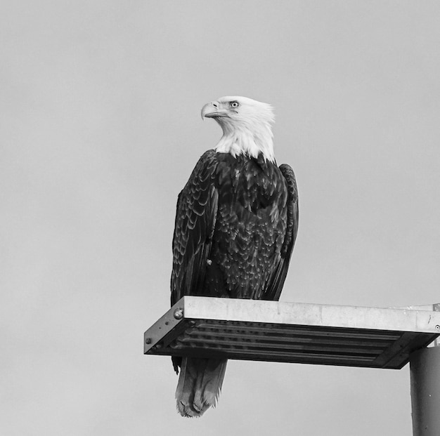 Фото Низкий угол зрения лысого орла, сидящего на деревянном столбе