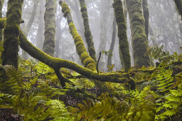 写真 森林の竹の木の低角度の眺め