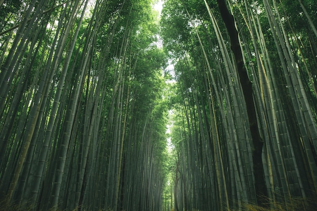 写真 森林の竹の木の低角度の眺め