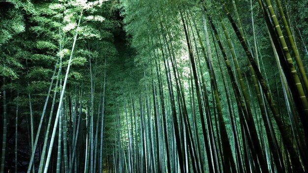 写真 森林の竹の木の低角度の眺め