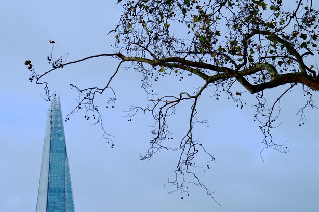 写真 青い空を背景に裸の木の低角度のビュー