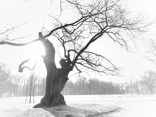 写真 冬の明るい空に照らされた裸の木の低角度の景色