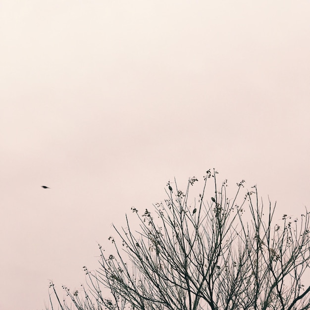 写真 明るい空を背景に裸の木の低角度の景色