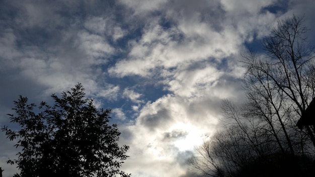写真 雲の空を背景に裸の木の低角度の景色