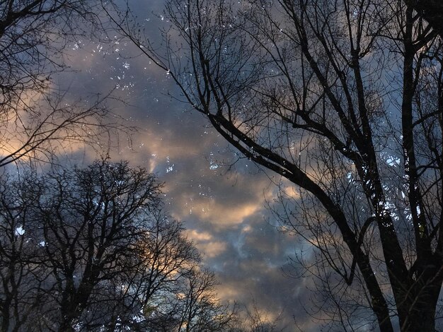 写真 雲の空に照らされた裸の木の低角度の眺め