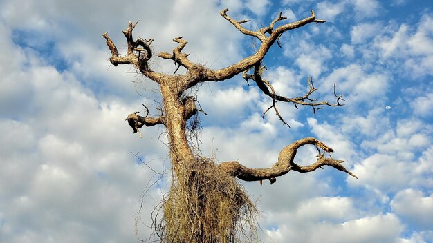 写真 空に照らされた裸の木の低角度の眺め