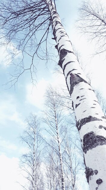 写真 空に向かって裸の木の低角度の眺め