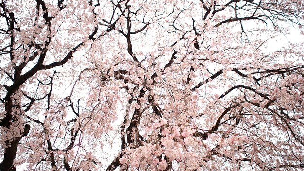 写真 裸の木の低角度の眺め