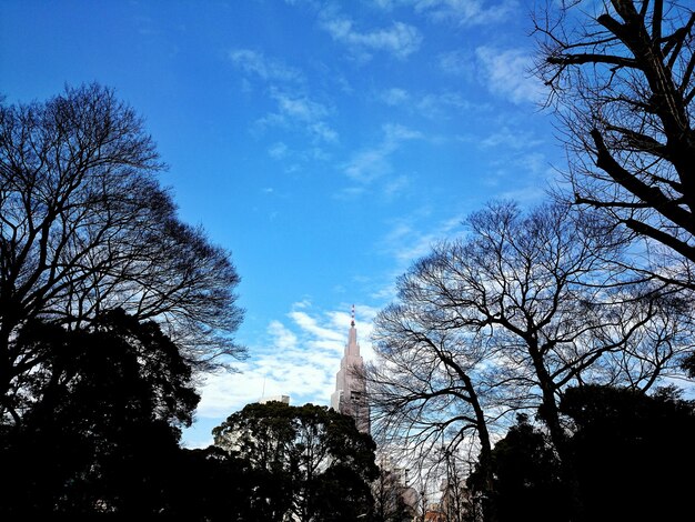 写真 青い空を背景に裸の木の低角度の景色