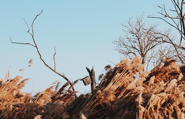 写真 明るい空を背景に裸の木の低角度の景色