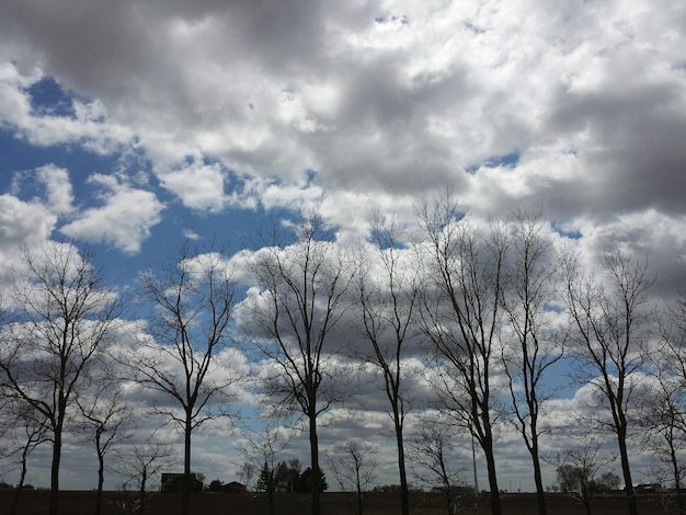 写真 雲の空を背景に裸の木の低角度の景色