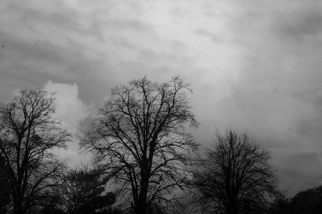 写真 雲の空を背景に裸の木の低角度の景色