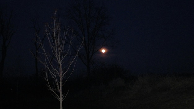 사진 밤 에 하늘 을 배경 으로 벌거벗은 나무 들 의 낮은 각도 시상