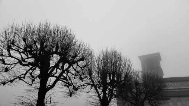Фото Низкий угол обнаженных деревьев на фоне неба в туманную погоду