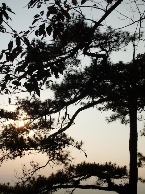 写真 空に照らされた裸の木の低角度の景色