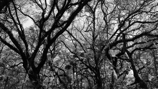 写真 空を背景に裸の木の低角度の眺め