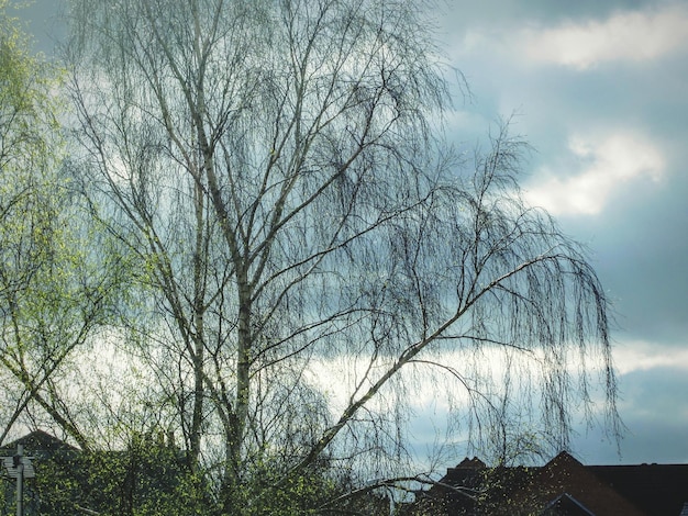 写真 空を背景に裸の木の低角度の眺め