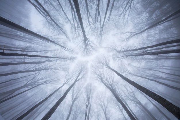 写真 空に照らされた裸の木の低角度の景色