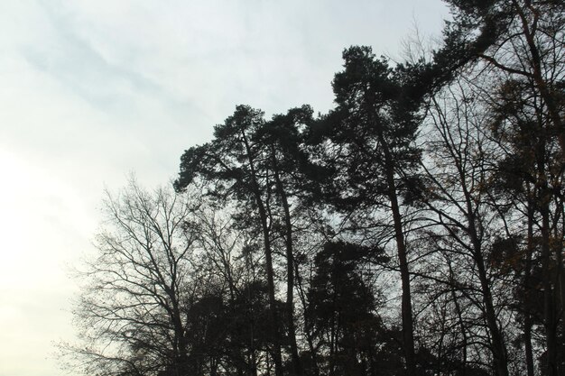 写真 空に照らされた裸の木の低角度の景色