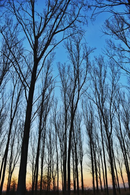 Фото Низкий угол обнаженных деревьев на фоне неба