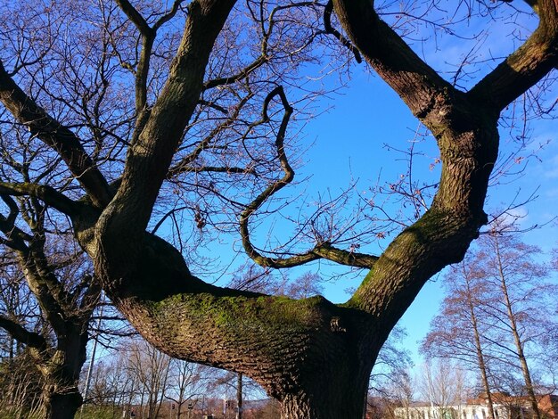 写真 森の裸の木の低角度の視点